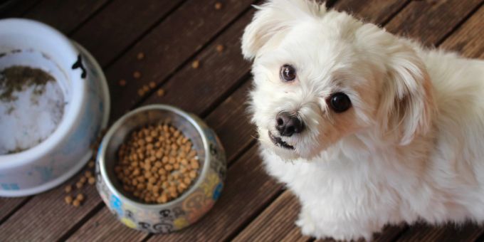 Selbstgemachtes Hundefutter für einen gesunden Hund. Hund