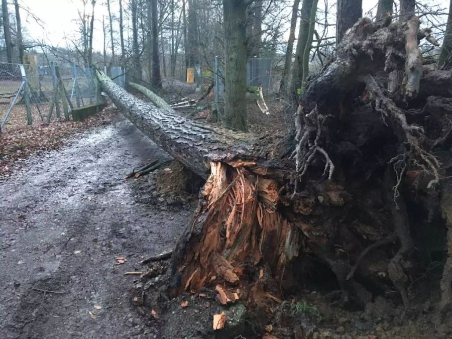 Der Tierpark Dählhölzli in Bern hatte mit dem Sturm zu kämpfen. Beim Wisenten-Gehege kippte ein Baum.