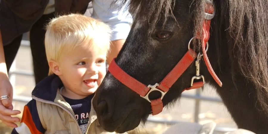 Pony