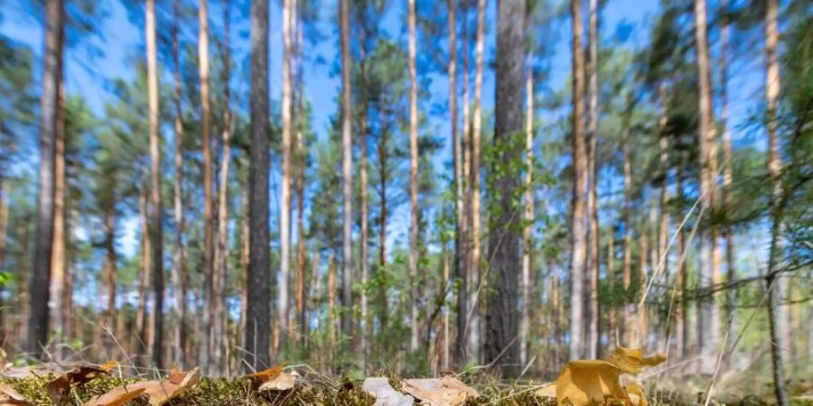 Der Klimawandel wirkt sich deutlich auf die Wälder in Deutschland aus. Wegen anhaltender Dürren in den Wachstumsphasen fallen den Bäumen in vielen Regionen Blätter und Nadeln aus. Foto: Monika Skolimowska/dpa-Zentralbild/dpa