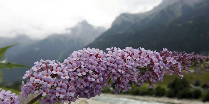 Schön fürs Auge, schlecht für die Biodiversität: Der Bundesrat will den Verkauf von invasiven Neophyten wie dem Sommerflieder verbieten. (Archivbild) Schön fürs Auge, schlecht für die Biodiversität: Der Bundesrat will den Verkauf von invasiven Neophyten wie dem Sommerflieder verbieten. (Archivbild)