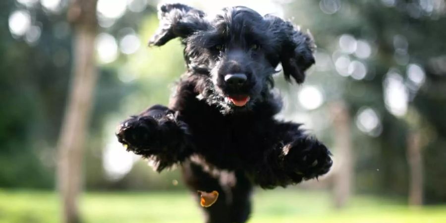 Auf was mag wohl dieser Cocker Spaniel stehen?. Foto: Ina Fassbender/dpa