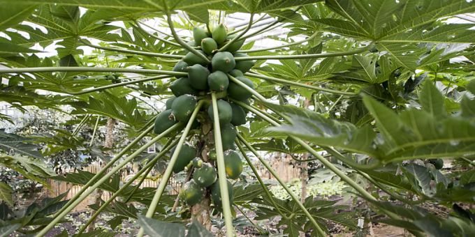 Auch künftig wachsen im Tropenhaus Papayas. (Archivbild) Auch künftig wachsen im Tropenhaus Papayas. (Archivbild)
