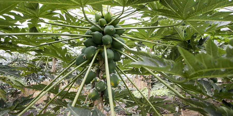 Auch künftig wachsen im Tropenhaus Papayas. (Archivbild)