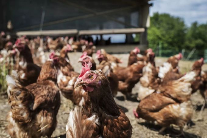 Die Tierhaltung auf Bio-Höfen ist besser. Bio