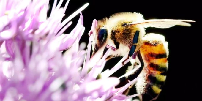 Der Verlust wertvoller Lebensräume für Insekten schreitet unvermindert fort. (Archivbild) Insekten
