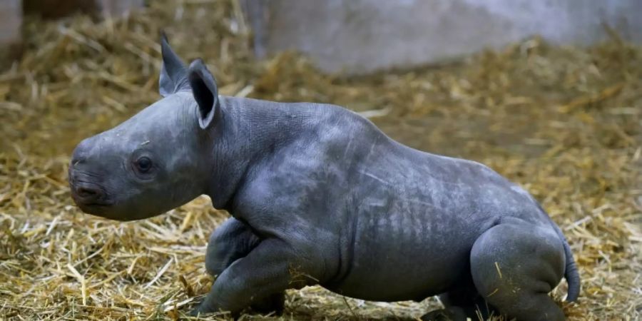 Nashorn Zoo