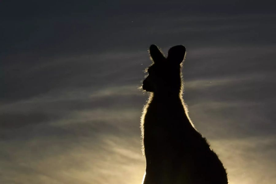 Weihnachten Traditionen Australien Kängurus