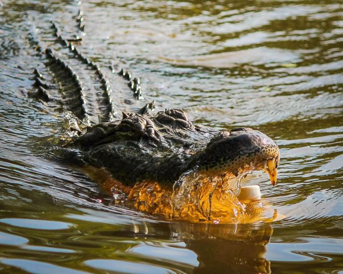 Ein Alligator. Alligator