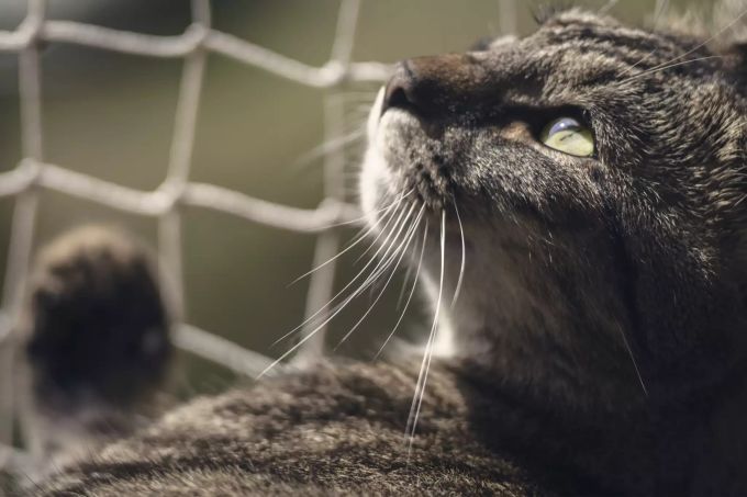 Der Berner Oberländer besass einst über 40 Katzen (Symbolbild). Katzen