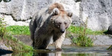 Bär