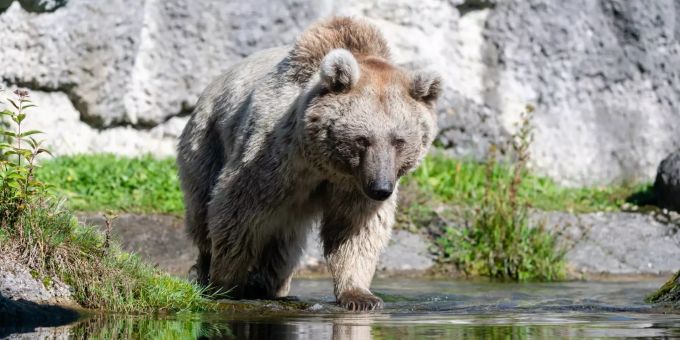 Bärendame Laila lebt neu im Tierpark Goldau. Laila