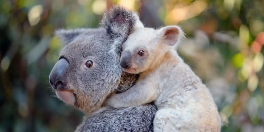 koalas australien