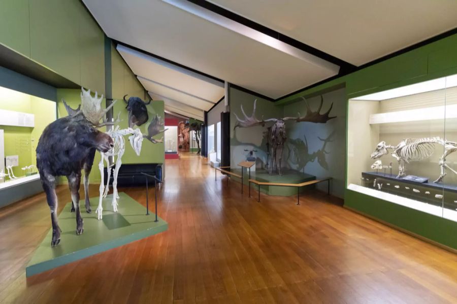 Naturhistorischen Museum Basel