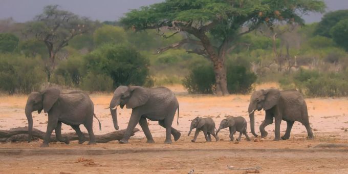 Eine Elefantenherde ist im Hwange-Nationalpark auf der Suche nach Wasser. Dürre in Simbabwe