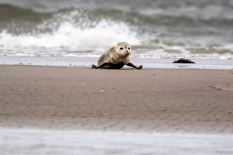 Seehund