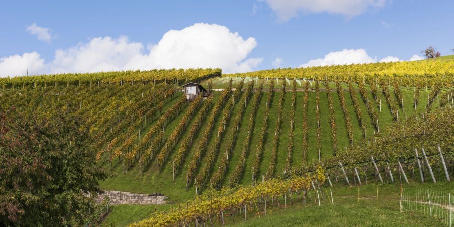 Maisprach ist in einer Talsohle eingebettet, liegt am südlichen Abhang des Sonnenbergs, ist das nördlichste Dorf des Oberbaselbietes und bekannt für seinen Weinbau.