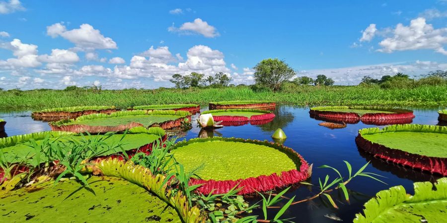 Victoria boliviana in Bolivien. Im botanischen Garten in London wurde eine neue Art identifiziert.