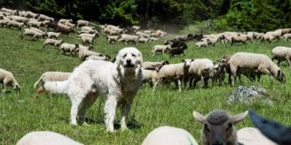 Gemeinsam - Neuer Herdenschutz-Koordinator für Zentralschweiz und Aargau Gemeinsam - Neuer Herdenschutz-Koordinator für Zentralschweiz und Aargau