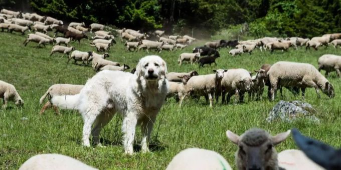 Ein Herdenschutzhund. (Symbolbild) Herde