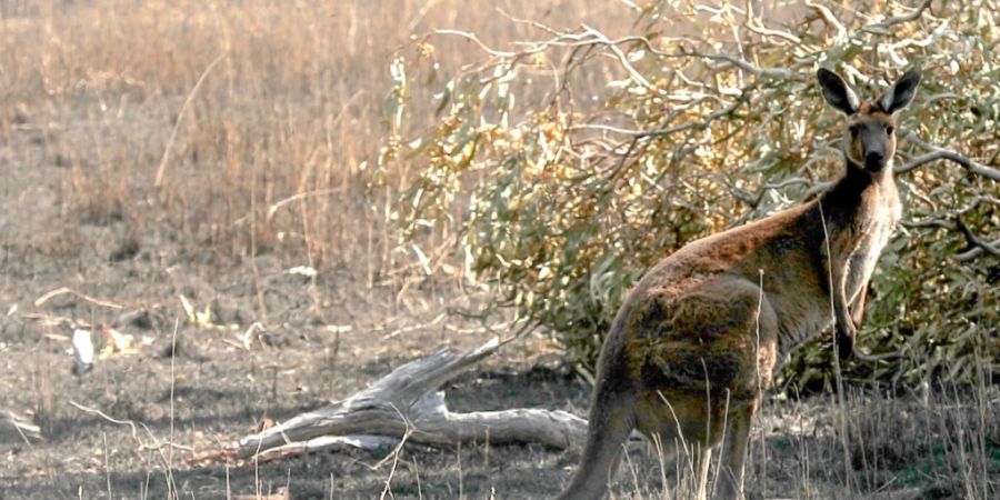 ARCHIV - SYMBOLBILD - Ein Känguru steht auf verbranntem Land an einem Busch. Im australischen Bundesstaat Queensland ist eine Frau beim Golfspielen von einem Känguru attackiert und schwer verletzt worden. Das Opfer sei «in stabilem Zustand», teilten die örtlichen Notdienste am Freitag auf Twitter mit. Foto: Kelly Barnes/AAP/dpa