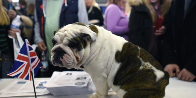Englische Bulldogge Englische Bulldogge