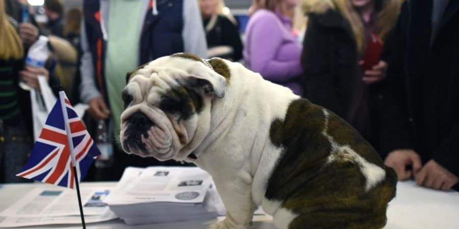 Englische Bulldogge