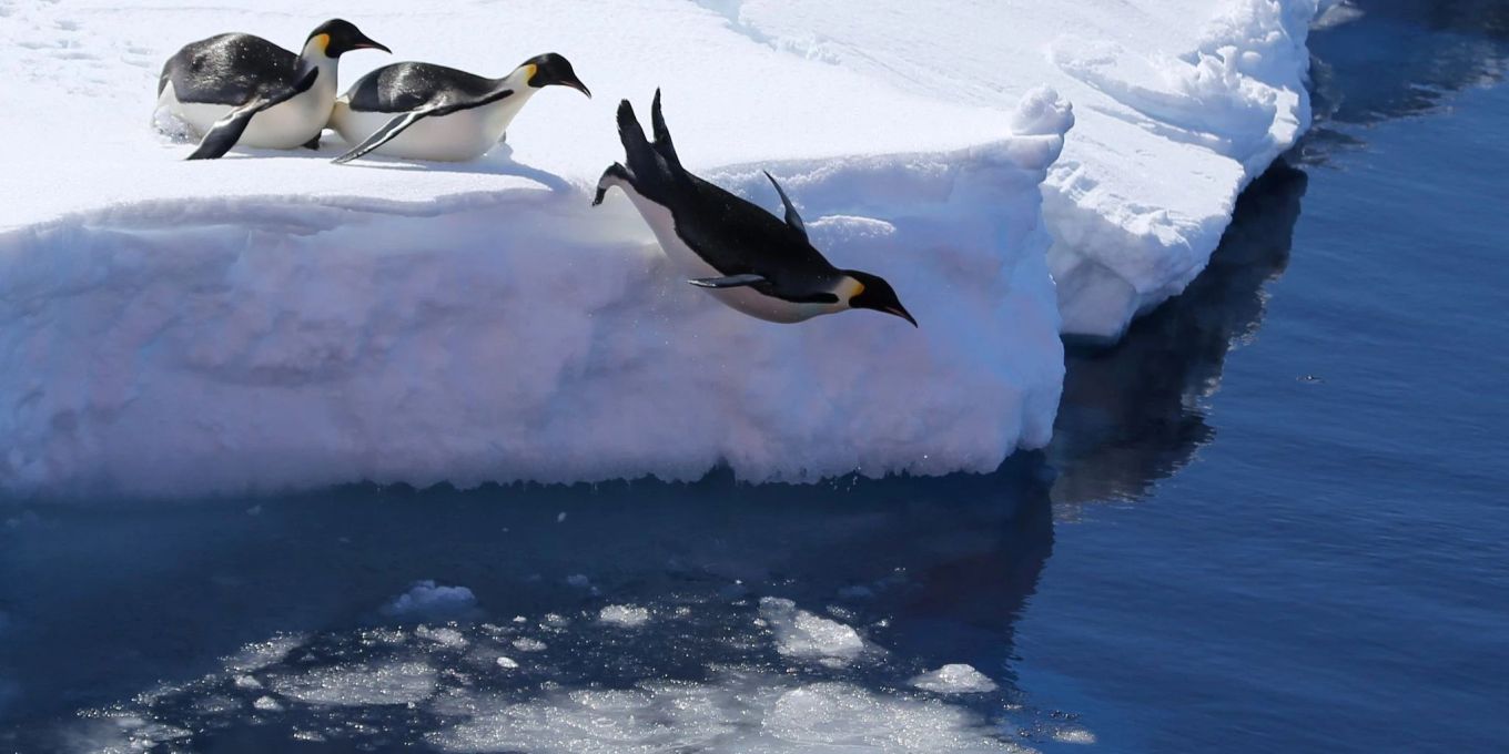 Folgen des Klimawandels: Pinguine ziehen sich weiter nach Süden