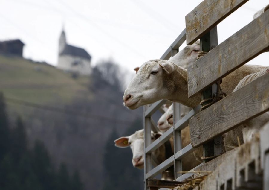 Schafe blicken am Sonntag, 18. April 2010, gwundrig aus einem Pferch vor einem Stall in Madernal bei Diesentis im Bünder Oberland.