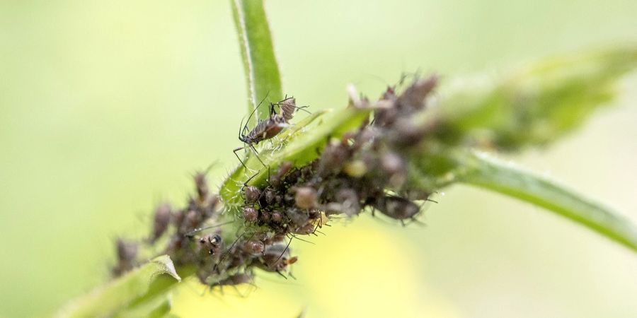 Pflanze Blattläuse Schädlinge Blatt