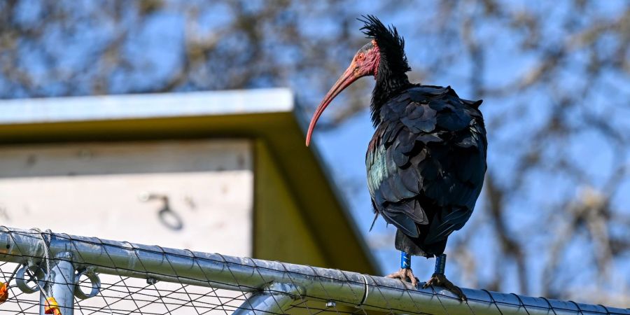 Ein Waldrapp sitzt auf einer Voliere vor einer Brutwand.