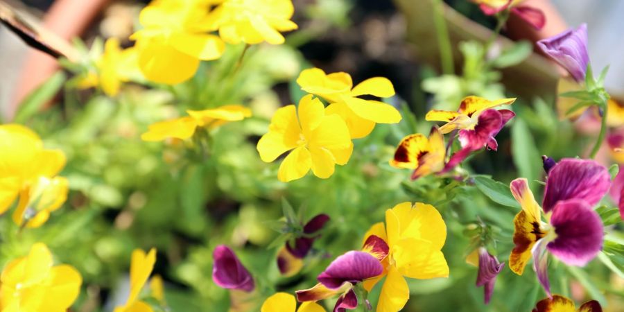 Hornveilchen (Viola cornuta) eignen sich zur Bepflanzung auf einem Katzenbalkon. Sie sind für die Stubentiger nicht giftig.