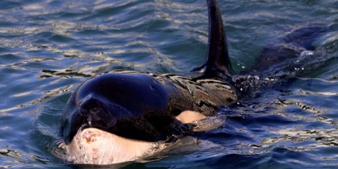 Ein Orca-Wal orca