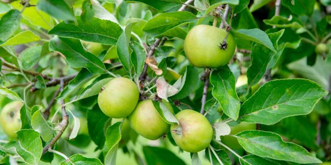 Apfel Baum Obst Früchte grün