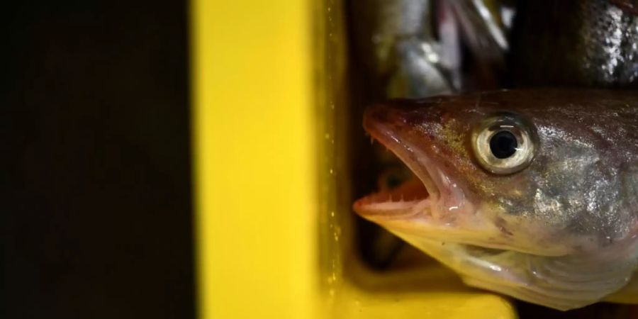 Fisch nach dem Fang