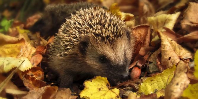 Igel im Laub