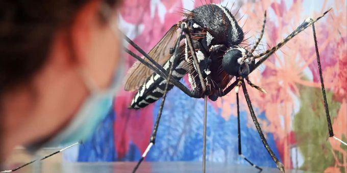 Das Zika-Virus wird von Mücken übertragen – in den Verbreitungsgebieten empfiehlt sich konsequenter Schutz vor Stichen. Modell Mücke gross