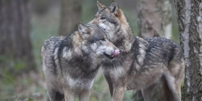 Der Kanton Glarus darf keine Jungwölfe aus dem Kärpf-Rudel schiessen, weil die von ihnen gerissenen Nutztiere zum Teil nicht genügend geschützt waren. (Symbolbild) wolf