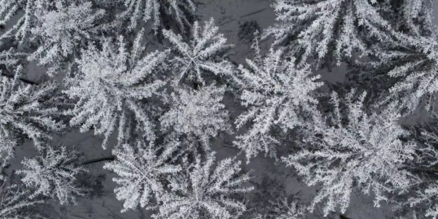 Schnee bedeckt die Baumwipfel auf dem Feldberg. Foto: Boris Roessler/dpa