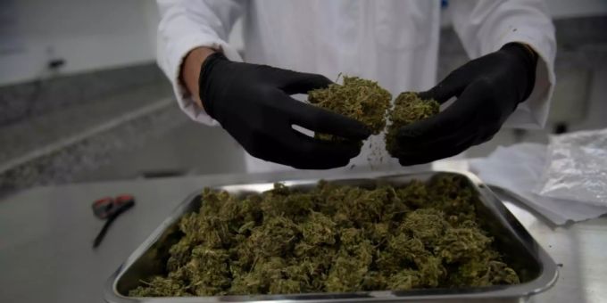 Cannabis für medizinische Zwecke Cannabis für medizinische Zwecke