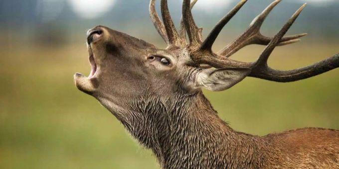 In Österreich wurde ein Mann von einem Hirsch erstochen. (Symbolbild) hirsch