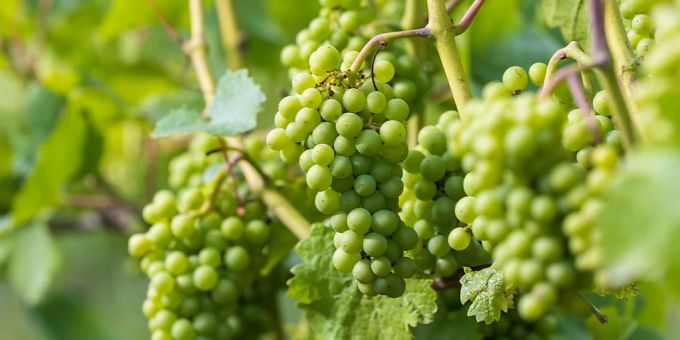 «Jage die letzte Süsse in den schweren Wein» (Rainer Maria Rilke); Das Zitat passt zum warmen Oktoberbeginn. (Archivbild) «Jage die letzte Süsse in den schweren Wein» (Rainer Maria Rilke); Das Zitat passt zum warmen Oktoberbeginn. (Archivbild)