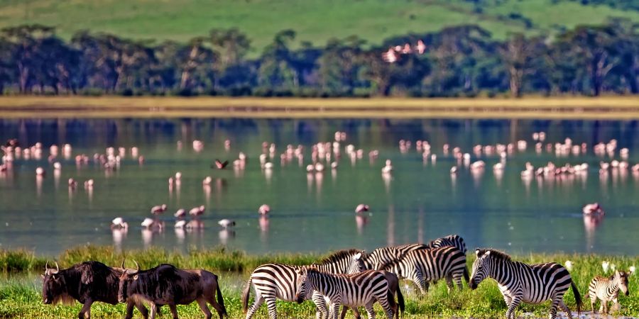 Zebras und Gnus am See im Ngorongoro-Krater, Tansania, Flamingos im Hintergrund.