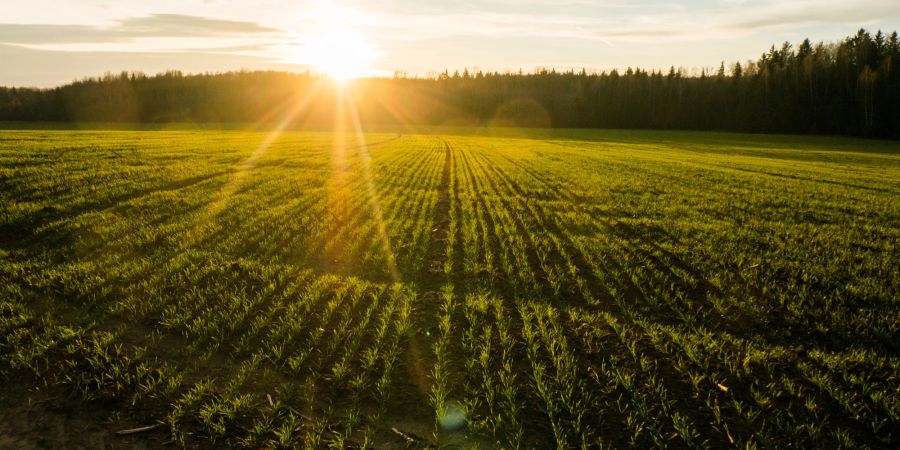 Sonennaufgang Feld.