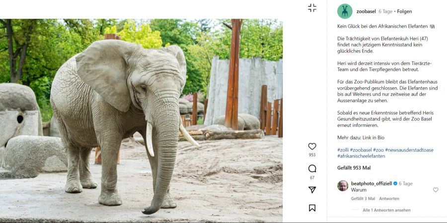 elefant heri