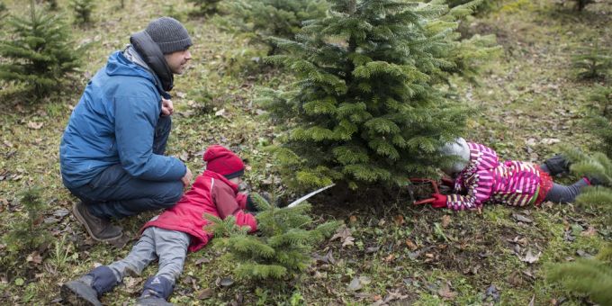 Letzte Hoffnung weg - Weihnachten wird «definitiv grün ausfallen»