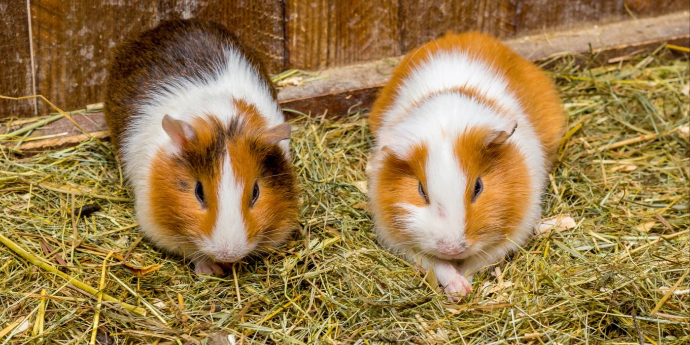 Wie Groß Ist Ein Meerschweinchen tiere.nau.ch