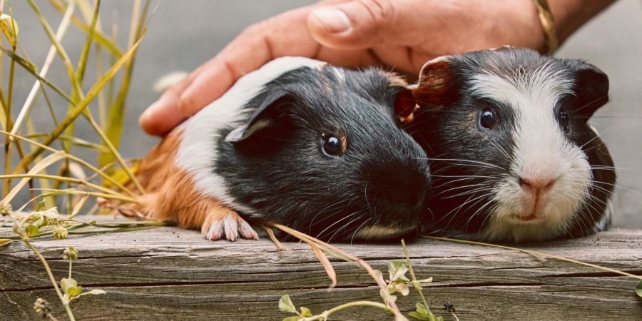 Zwei Meerschweinchen werden gestreichelt