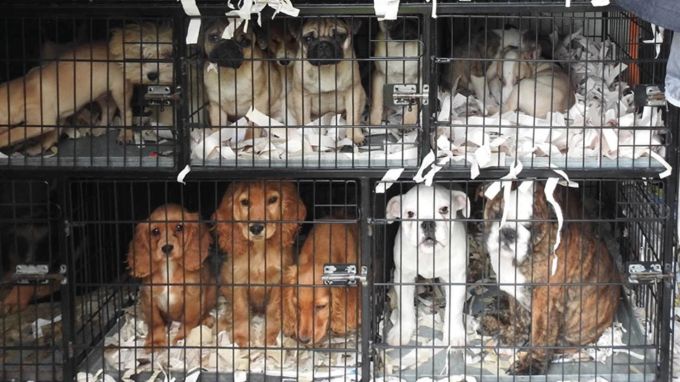 Im Internet angebotene Welpen werden in Osteuropa häufig in viel zu kleinen Käfigen gehalten. Tierschutz