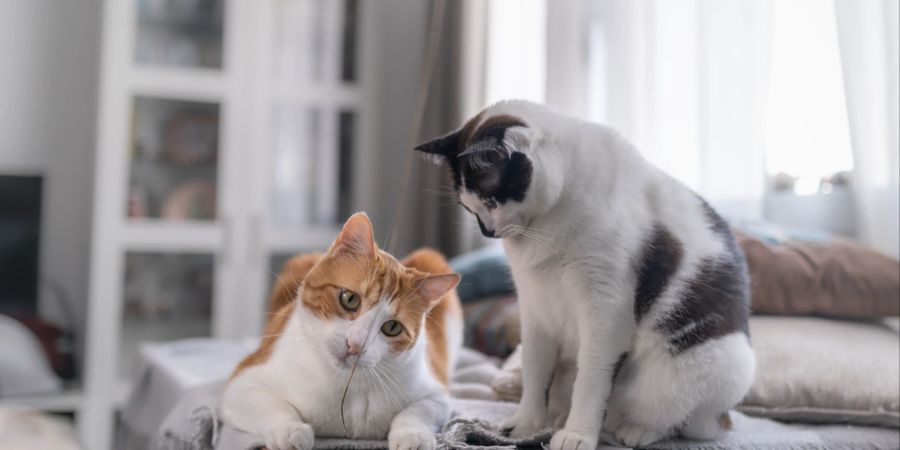 Zwei Katzen im Wohnzimmer